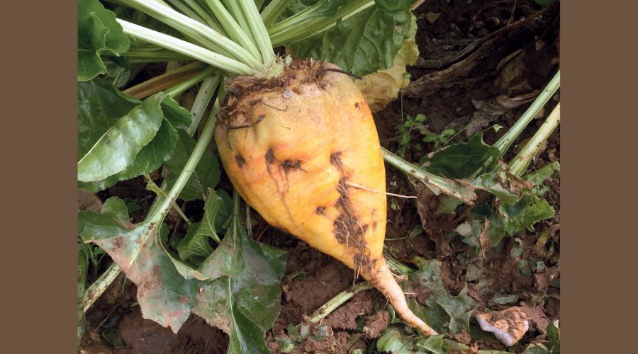 Fodder beet is a long-standing and valuable fodder crop on many sheep and cattle farms, noted for its high energy and high feed value, says Limagrain forage crop manager John Spence.