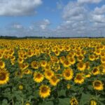 field of sunflowers