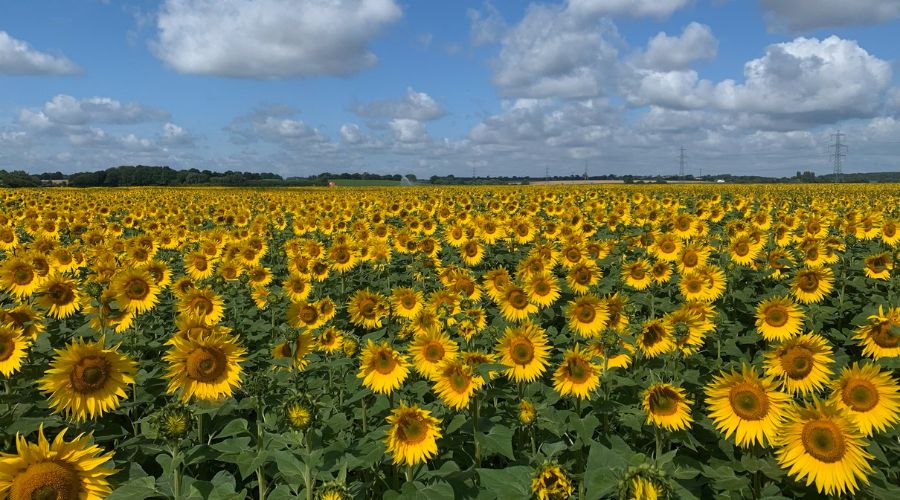 field of sunflowers