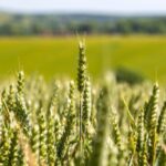 wheat field