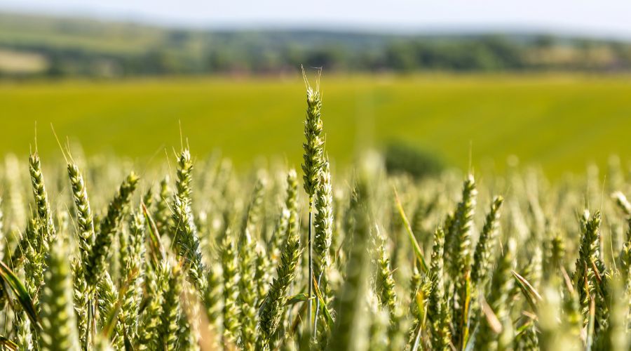 wheat field