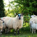 Elanco’s free Blowfly Watch service has re-launched to keep farmers informed of the risk of blowfly strike in their local area.