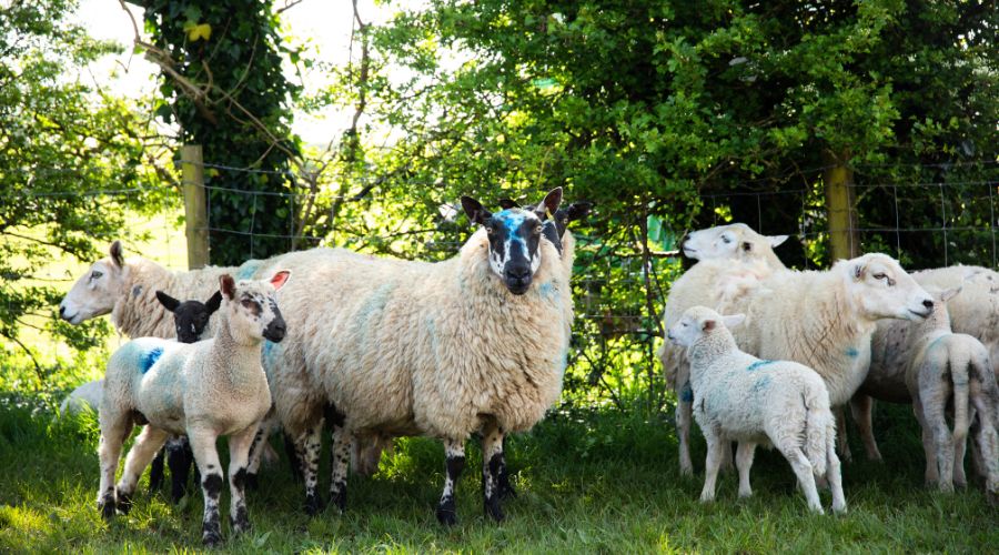 Elanco’s free Blowfly Watch service has re-launched to keep farmers informed of the risk of blowfly strike in their local area.